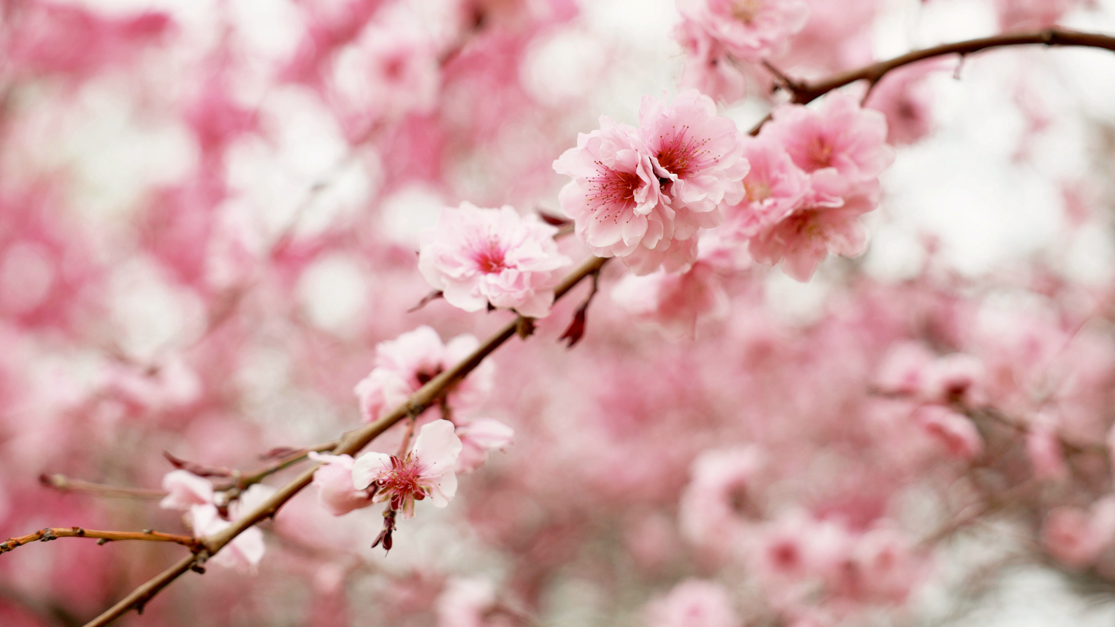 25 Ways to Romanticize Spring as an Introvert